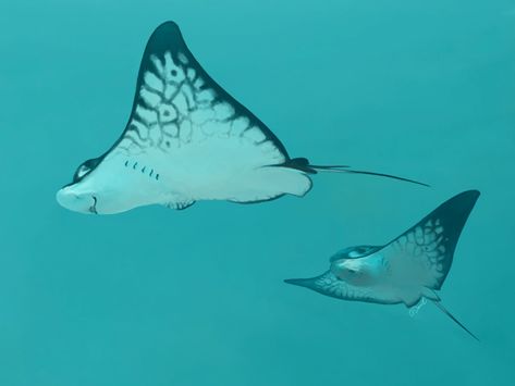 I joined the fossil fish club and I'm now working on them too! Although just for the background of a commission. Here are two Myliobatis sp. (Eagle ray / Bat ray) from the Pisco Formation for #SundayFishSketch. #PaleoArt #SciArt - Oliver Demuth Bat Ray, Fish Sketch, Eagle Ray, Concept Ideas, Paleo Art, Pisco, Marine Life, Fossil, Bat