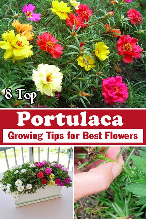 Moss Rose Purslane, Portulaca Flowers Pots Ideas, Rose Moss Flower, Moss Roses Ground Cover, Rose Moss Planter Ideas, Moss Roses, Purslane Plant Potted, Moss Rose Planting Ideas, Rose Moss Ideas