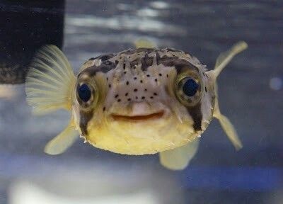 Gallery Of Smiling Adorable Baby Puffer Fish - I Can Has Cheezburger? Smiling Pufferfish, Pufferfish Cute, Silly Fish, Baby Porcupine, Aquatic Pets, Smiling Animals, Fish Ocean, Salt Water Fish, Fish Fish