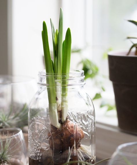 How to grow paperwhites in a jar in time for Christmas | Indoor Plants In Glass Jars, Glass Jar Plant Ideas, Plant In Glass Jar, Growing Bulbs In Water Glass Vase, Christmas Greens In Clear Glass Vase, Paper Whites, Jar Image, Growing Bulbs, Christmas Plants