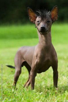 Hairless Dog, Rare Breed, Reference Images, Animal Paintings, Dog Breeds, Kangaroo, Art Inspiration, Puppies, Dogs