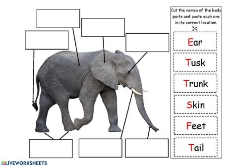 Elephant Worksheet, Zoo Lessons, All About Elephants, Elmer The Elephants, Reading Comprehension Kindergarten, Kindergarten Art Projects, 1st Grade Science, Literacy Games, Daycare Activities