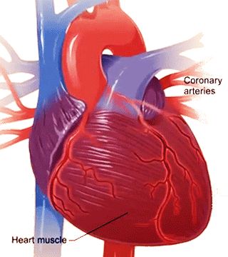 Kidney Anatomy, Heart Gifs, Human Heart Drawing, Human Digestive System, Heart Pump, Heart Muscle, Heart Gif, Heart Drawing, Human Heart