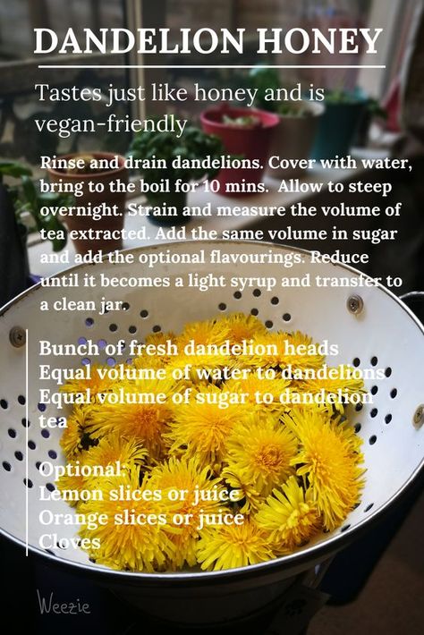 Dandelion Honey How To Make, How To Make Dandelion Honey, Dandelion Honey Recipe, Dandelion Recipe, Dandelion Honey, Edible Flowers Recipes, Herbal Medicine Recipes, Wild Food Foraging, Herbal Remedies Recipes