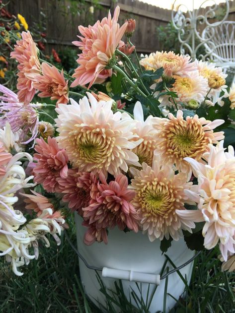 Heirloom Mums: Queen of the Fall Flowers  #huntersvillencflowers #charlottebride Spider Mums Flowers, Mums Flower Bouquet, Spider Mum Flower Arrangements, Mums Flower Arrangement, White Fall Flowers, Heirloom Chrysanthemums, Heirloom Mums, Mums Bouquet, Farm Signage