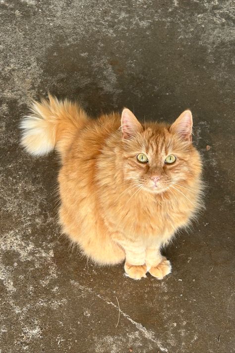 moose, fluffy orange cat, green eye, happy, lover Orange Eyed Cat, Fluffy Orange Cat, Unrealistic Wishlist, Cat Personalities, Dream's Cat, Horse Aesthetic, Norwegian Forest, Cat Furry, Green Eye