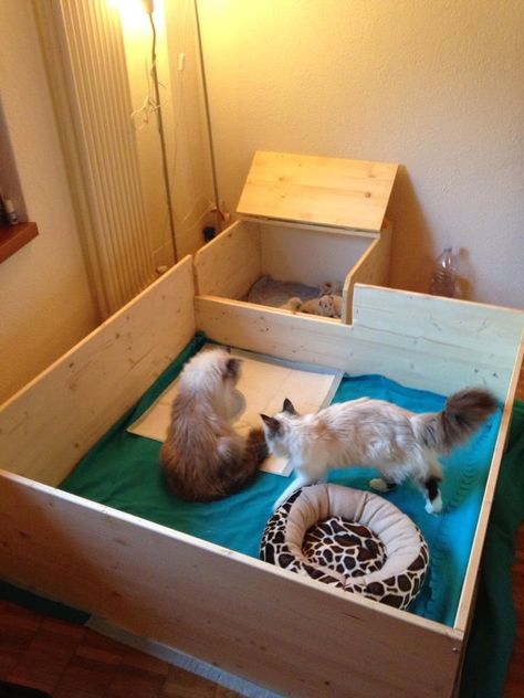 A whelping box for cats, great idea to build one like this! Cat Whelping Box Ideas, Cat Nesting Box Ideas, Birthing Box For Cats, Cat Birthing Box Ideas, Cat Nesting Box Kittens Diy, Cat Birthing Box Ideas Diy, Welping Box, Dog Whelping Box, Cat Birth