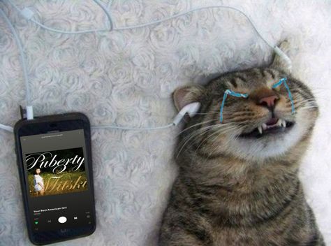 the cat is crying cause of the mitski's song your best american girl Funny Animal Images, Cat Crying, Gatto Carino, Fish Cat Toy, Wet Cat, Cat Facts, Music Aesthetic, Silly Cats, Animals Images