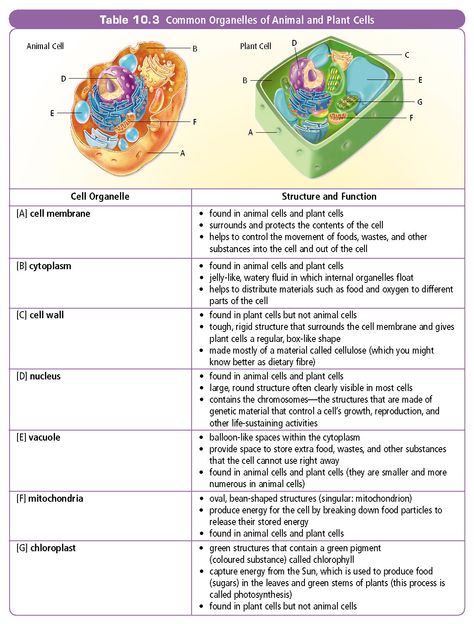 Organelles And Their Functions, Animal Cell Parts, Animal Cell Organelles, Animal Cell Structure, Cell Diagram, Cells Worksheet, Cell Parts, Cell Organelles, Diagram Chart