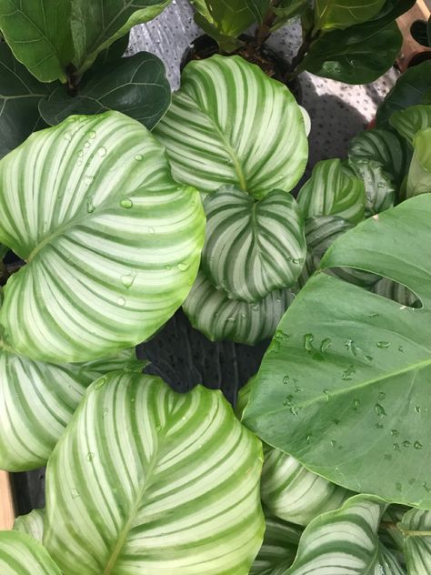 (Calathea orbifolia) Goeppertia Orbifolia, Calathea Orbifolia, Field Trip, Plant Leaves, Plants