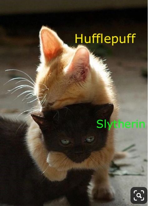 Harry Potter Humor, Harry Potter Cat, Meme Harry Potter, Hery Potter, Hufflepuff Slytherin, Glume Harry Potter, Amstaff Puppy, Slytherin And Hufflepuff, Harry Potter Memes Hilarious