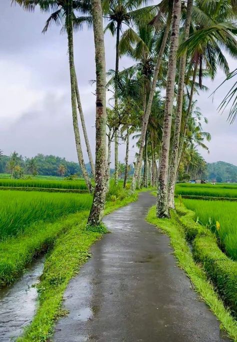 Agriculture Photography, Klimt Art, Kanyakumari, Pool Landscape Design, Nature Hd, Good Morning Images Flowers, Nature View, Photo Frame Gallery, Beautiful Images Nature