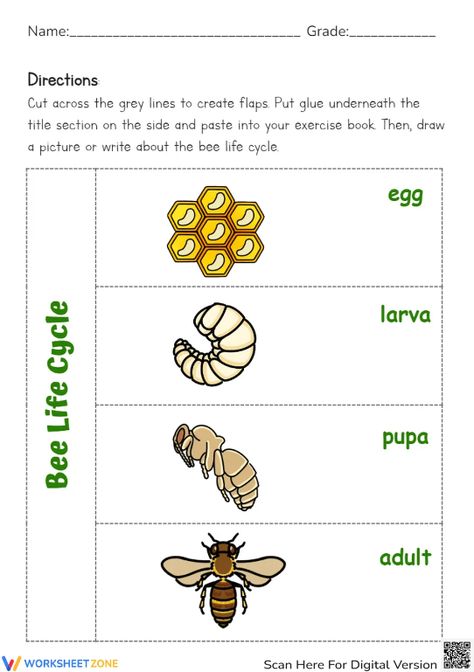 Help students explore the basic stages of a bee life cycle through this engaging worksheet. You can find and download any Bee Life Cycle worksheets for FREE at our website: http://worksheetzone.org/ Try it out! #science #scienceworksheets #beelifecycle #animallifecycle #lifecycle #stages #lifecycleofabee #bees #printables #worksheet #kidsactivities #paper&gluecrafts #cut&paste #beecrafts #research #beelifecycleforkids #paper #livingthings Life Cycle Of A Bee, Bee Life Cycle, Life Cycle Craft, Animal Life Cycles, Science Worksheets, Bee Crafts, Life Cycle, Life Cycles, Learning Activities