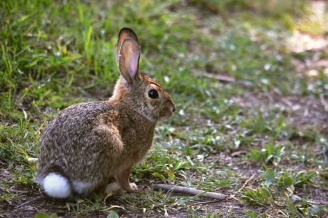 Animated Rabbit, Cottontail Rabbit, Wild Bunny, Rabbit Animal, Bunny Cages, Forest And Wildlife, Animal Guides, Bunny House