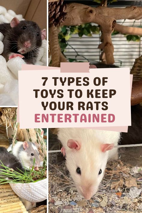 Are you wondering what are the best toys for rats to keep them entertained for hours? You might like our list including 7 types of toys that work great in occupying the mind of these little rodents! Rat Beds Diy, Pet Rat Toys Diy, Diy Rat Cage Accessories Toys, Rat Toy Ideas, Diy Rat Cage Homemade, Diy Mice Toys, Small Rat Cage Setup, Pet Rat Enrichment, Rat Maze Diy