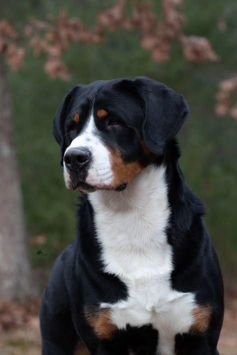 Confessions Of A Dangerous Mind, Massive Dog, Ranch Dogs, Great Swiss Mountain Dog, Horse Land, Massive Dogs, Pretty Puppies, Entlebucher Mountain Dog, Greater Swiss Mountain Dog