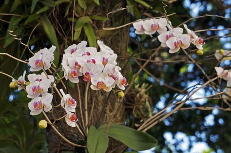 Orchids are natural Epiphytes - Mounting orchids on a tree. Brassavola, cattleya, moth orchid Orchids In Water, Orchid Varieties, Orchid Roots, Growing Orchids, Moth Orchid, Orchids Garden, Orchid Care, Orchid Plants, Beautiful Orchids