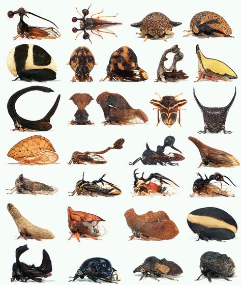 Treehoppers display an endless diversity of forms, most of which are conveyed by a bizzare structure called the helmet, a novel homologue to wings no longer involved in flight. Leafhopper, Cool Insects, Bug Collection, Insect Collection, Cool Bugs, Creepy Crawlies, Insect Art, Arthropods, Arachnids