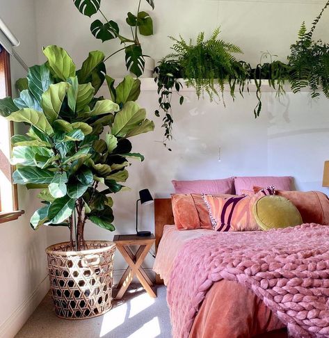 Getting a lot of hits on social media, the fiddle leaf fig is one of the latest popular plants on both indoor and outdoor decoration. Generally, small ones of these plants decorate indoor spaces whereas huge ones are found mostly in nature. Outside of its decoration purpose, scientifically, it is known as Ficus Lyrata. Fiddle leaf fig that is native to Western Africa has reached many far-flung places in the world lately. Bedroom With Plants, Best Plants For Bedroom, Cosy Bedroom, Bohemian Bedroom Decor, Bedroom Plants, Room With Plants, Bedroom Aesthetic, Aesthetic Bedroom, Cozy Bedroom