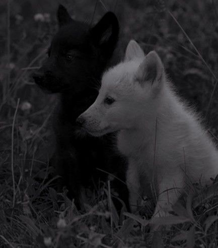 Wolfcore Aesthetic, Wolf Aesthetic Dark, Wolf Aesthetic Wallpaper, Wolves Aesthetic, Wolf Aesthetic, Wolf Puppy, Werewolf Aesthetic, Wolf Spirit Animal, Wolf Love