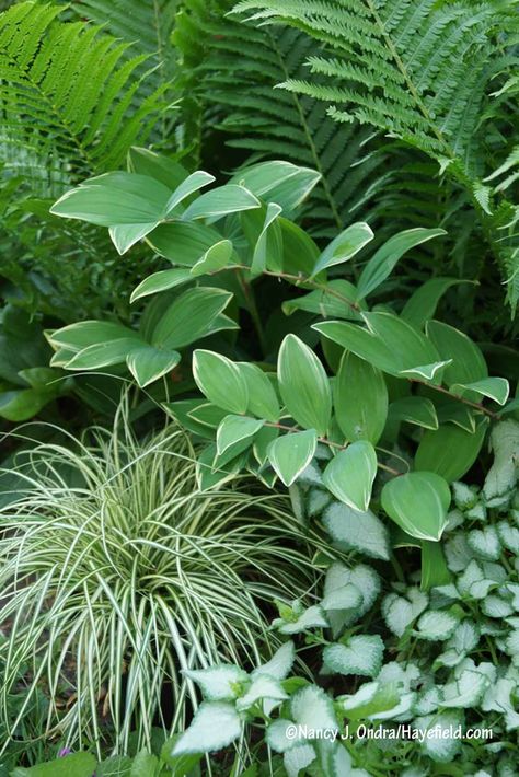 Carex Oshimensis, Shade Garden Design, Ferns Garden, Shade Garden Plants, Hosta Gardens, Solomons Seal, Variegated Plants, Organic Garden, Woodland Garden