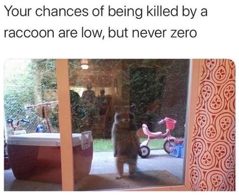 Racoon Trash Panda, Very Funny Pictures, Racoon, Some Funny Jokes, Animal Jokes, Hysterically Funny, Internet Funny, What’s Going On, Really Funny Pictures