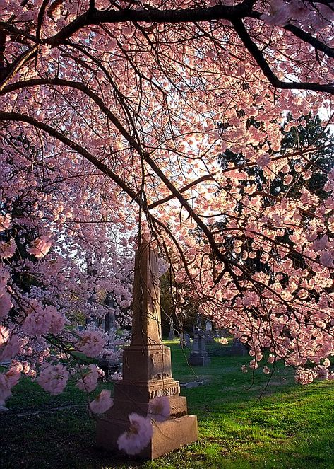 Cincinnati - Spring Grove Cemetery & Arboretum "Obelisk Inside Cherry Tree" Spring Grove Cemetery Cincinnati, Cherry Blossom Grove, Dark Spring, Cemeteries Photography, White Cherry Blossom, Favorite Flowers, Cherry Blossom Tree, Blossom Trees, Spring Blossom