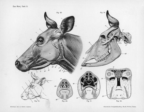 Skull Anatomy, Animal Skeletons, Animal Worksheets, Horse Anatomy, Animal Anatomy, Animal Study, Cow Head, Anatomy For Artists, Animal Bones