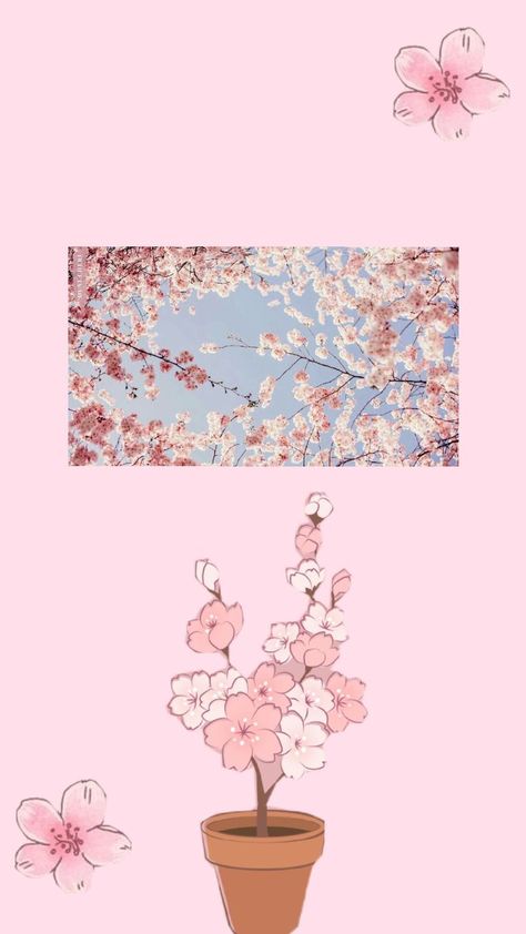 Cherry Blossom Wallpaper Aesthetic Cherry Blossom, Blossom Wallpaper, Cherry Blossom Wallpaper, Delicate Flowers, Spring Vibes, Delicate Flower, Soft Pink, Cherry Blossom, Phone Wallpaper