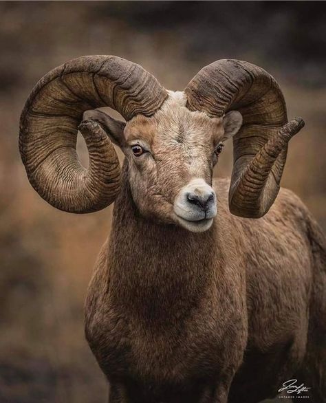 Mountain Sheep, Regard Animal, Big Horn Sheep, North American Wildlife, Wild Animals Photos, Sheep Art, Deer Art, The Chain, Wildlife Animals