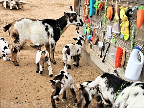 Goat Enrichment Ideas, Goat Enrichment, Goat Playground Ideas, Goat Ideas, Goat Playground, Goat Pen, Goat Barn, Backyard Chicken Farming, Pygmy Goat