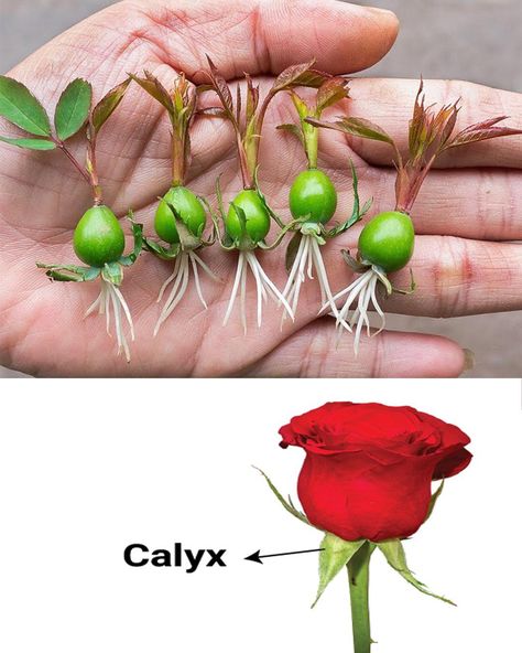 How to Grow Roses from Rose Calyx... - Plants and gardening How To Grow Roses, Plants And Gardening, Rose Cuttings, Rose Varieties, Plant Life Cycle, Leaf Crafts, Growing Roses, Planting Roses, Rose Bush