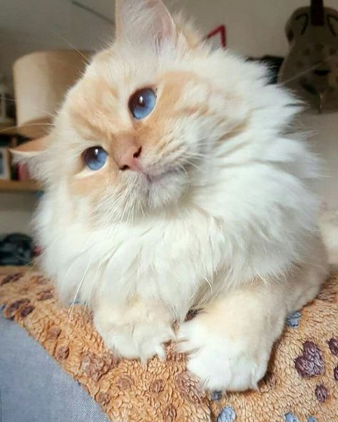 Reference Animals, Birman Kittens, Ragdoll Cat Breed, Funniest Cat, Cat Napping, Birman Cat, Ragdoll Cats, Siberian Cat, Book Character