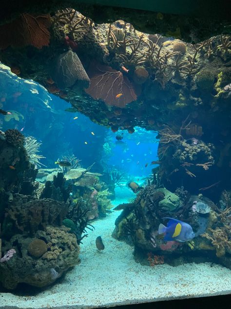 #fish #fishtank #aquarium #oceanarium #lisbon #lisbonoceanarium Lisbon Oceanarium, Lisbon, Fish Tank, Happy Places, Happy Valentines Day, Fish, Water