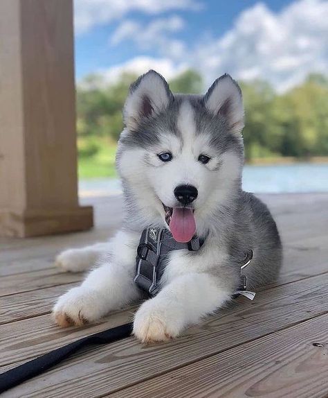 Husky Mix Breeds, Small Husky, Blue Eyes Baby, Husky Facts, Siberian Husky Facts, Baby Husky, Black Husky, Husky With Blue Eyes, Malamute Husky