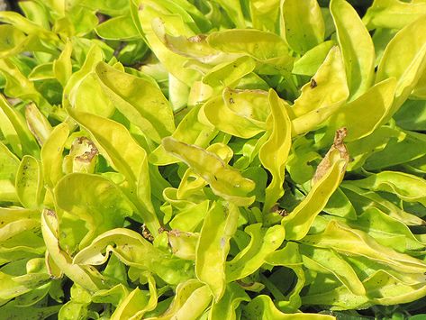 Click to view a full-size photo of True Yellow Alternanthera (Alternanthera ficoidea 'True Yellow') at Woldhuis Farms Sunrise Greenhouses Alternanthera Ficoidea, Joseph's Coat, Landscape Nursery, Josephs Coat, Yellow Plants, Front Landscaping, New Garden, Fast Growing Plants, Small White Flowers