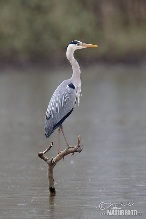 Grey Heron Photos, Grey Heron Images, Nature Wildlife Pictures | NaturePhoto Heron Photography, Photo Editing Video, Heron Tattoo, Heron Photo, Heron Art, Coastal Birds, Grey Heron, Editing Video, Nature Birds