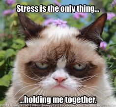 Stress is the only thing holding Grumpy Cat together :) Throat Punch Thursday, Grumpy Cat Meme, Grumpy Cat Quotes, Throat Punch, Disney Cats, Grumpy Cat Humor, Angry Cat, Funny Animal Jokes, Cat Quotes