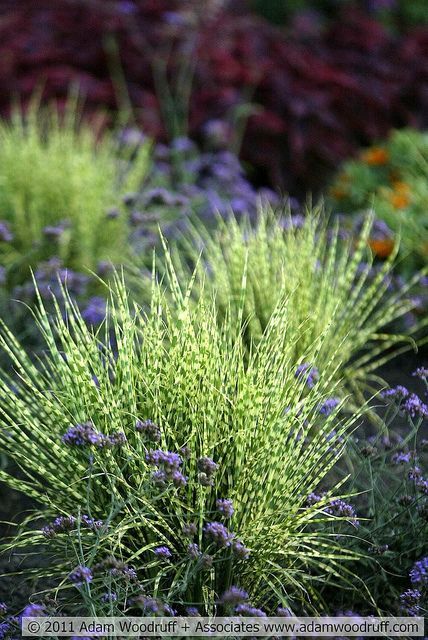 Miscanthus 'Gold Bar', Verbena bonariensis | Flickr - Photo Sharing! Puglia Garden, Adam Woodruff, Verbena Bonariensis, Garden Interior, Grasses Garden, Plant Combinations, Design Garden, Interior Modern, Garden Designs