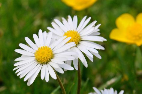 Common Daisy, Common Flowers, Easy Waves, Native Flowers, Grassy Field, Flowers Aesthetic, Most Beautiful Flowers, Beach Landscape, Perennial Plants