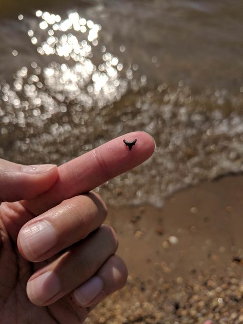 I found a teeny tiny shark tooth in the Potomac River Gale Aesthetic, Old Calculator, Ocean Things, Small Lizards, A A Milne, Potomac River, Folly Beach, Strange Places, Shark Tooth