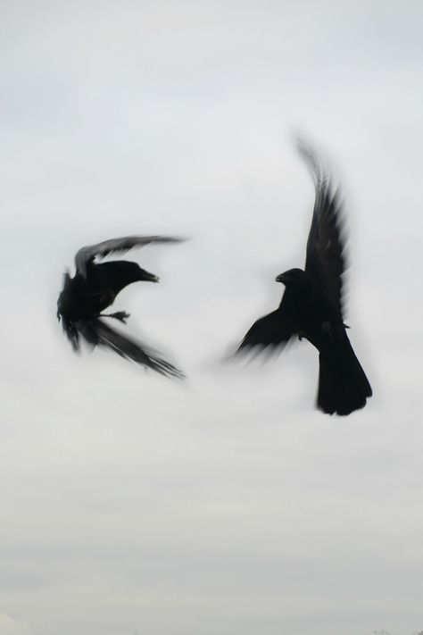 Crows in flight by Amber Maitrejean Symbolic Photography, Crow Wallpapers, Bird Back Tattoo, Black Birds Flying, Flying Crows, Crow Aesthetic, Crow Photo, Crows Aesthetic, Bird Symbolism