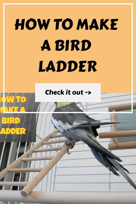 How to Make a Bird Ladder https://birdever.com/how-to-make-a-bird-ladder Diy Wooden Ladder, Make A Bird, Diy Ladder, Rope Ladder, Diy Birds, Wooden Ladder, Learn To Fly, Bird Perch, Pet Bird