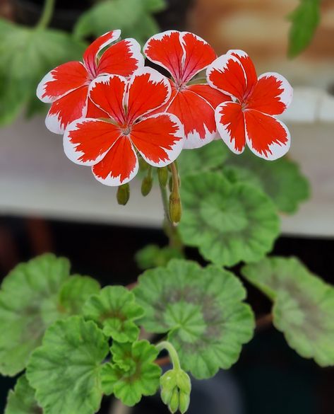 Single Flowers, Victorian Times, Patio Plants, Single Flower, Wren, Who Knows, Geraniums, Scarlet, Anatomy