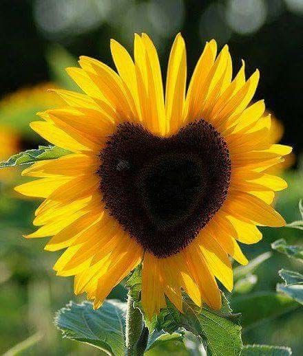 Flower with heart-shaped center. ("Sunflower with a beautiful heart.") (Pinned also to Nature - P&F-Flowers, N.O.C.....) Heart In Nature, Sunflowers And Daisies, Sunflower Hearts, Bonsai Flower, Sunflower Pictures, Sunflower Wallpaper, Yellow Sunflower, Beautiful Heart, Exotic Flowers