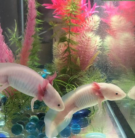 Axolotl Photography, Axolotl Aesthetic, Kawaii Axolotl, Mini Aquarium, Creature Design, Amphibians, Frogs, Sea Creatures, Mythical Creatures