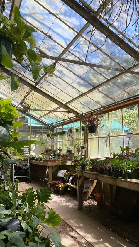 Greenhouse Aesthetic, Greenhouse Pictures, Plant Greenhouse, Greenhouse Plants, Plant Science, Diy Home Decor Ideas, Plant Aesthetic, Greenhouse Gardening, Home Decor Projects