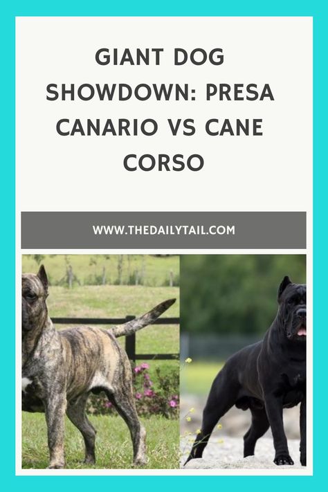 Giant Dog Showdown: Presa Canario vs Cane Corso Cane Corso Tips, Canary Mastiff, Cane Corso Size, Cane Corso Dog Breed, Spanish Mastiff, Loyal Dog Breeds, Cane Corso Formentino, Cane Corso For Sale, Presa Canario