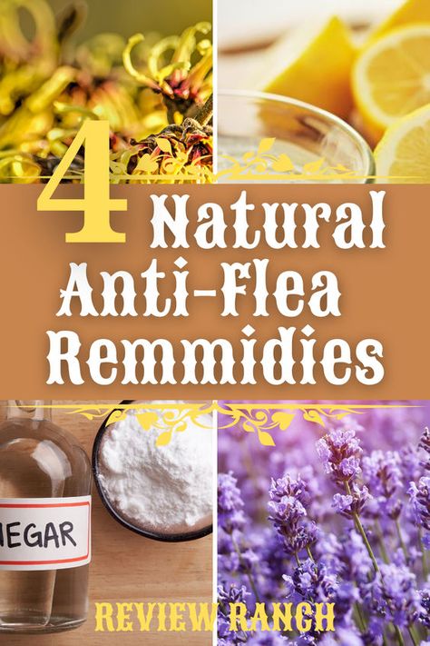 Keep them critters at bay y'all, with our blog! 🐾 Discover natural flea remedies that'll have your fur babies feelin' fine. From soothing essential oils to home sprays, bid adieu to them pesky fleas and keep your home sweet home flea-free! 🌿 #SouthernPets #DIYFleaRemedies #NaturalLiving #PetHealth #HomeSweetHome Homemade Flea Spray For Dogs, Flea Spray For Furniture, Kill Fleas In House, Homemade Flea Shampoo, Flea Spray For House, Flea Powder For Dogs, Homemade Flea Spray, Cat Skin Problems, Flea Spray For Dogs