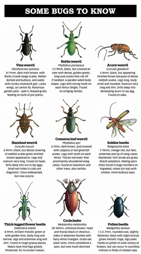 Bug Anatomy, Types Of Beetles, Bug Facts, Crawling Animals, Bug Identification, Insect Anatomy, Dangerous Spiders, Animal Infographic, Bug Spray Recipe